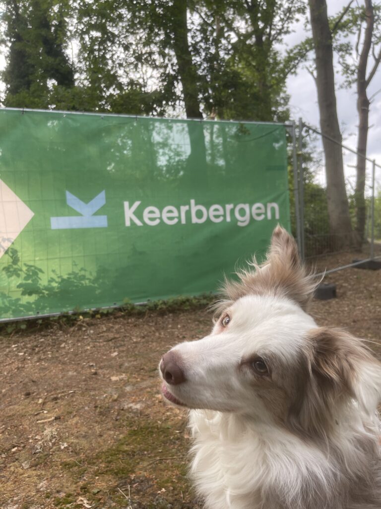 Mijn Border Collie Tinsel voor een spandoek van de gemeente Keerbergen. Mijn twee belangrijkste passies gecombineerd.